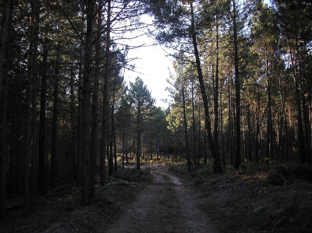 Impresionantes pinares en Navaleno