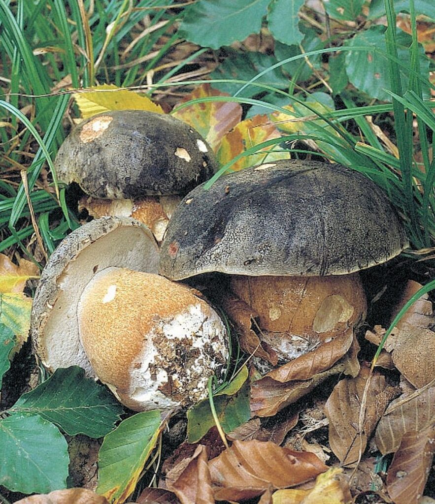 Boletus aereus, una de las especies de setas más abundante en Castilla y León