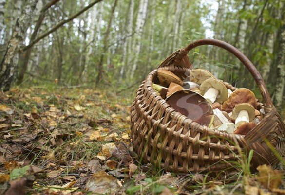 Cesta con setas en un bosque de Soria